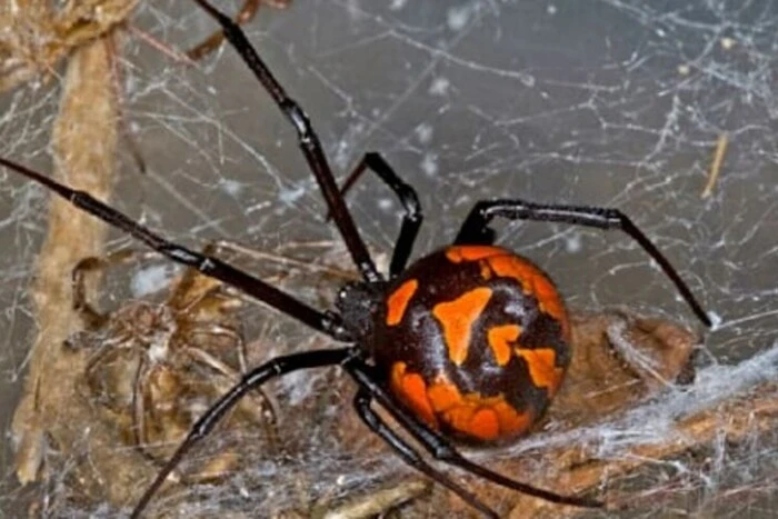 A major port in Germany has been closed due to the appearance of deadly spiders