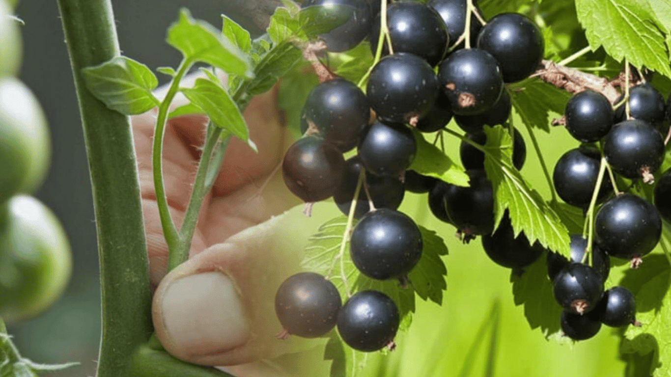 Lay tomato suckers around the currants - and you will see a miracle